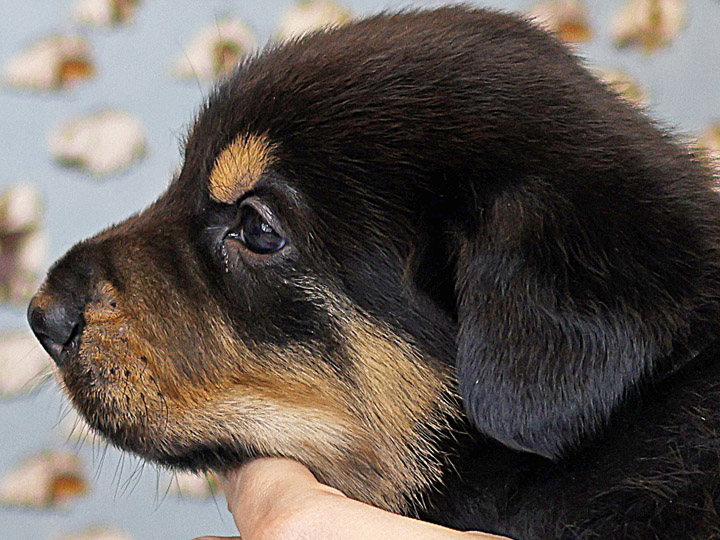 chinook puppy